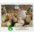 H type Capacity 120 broiler chickens broiler battery cage for growing broiler cage system